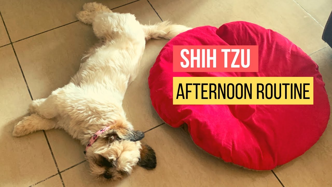 Siya's Afternoon routine | Shih Tzu | Lunch | Sight Seeing | Bed WWF | Zzzz