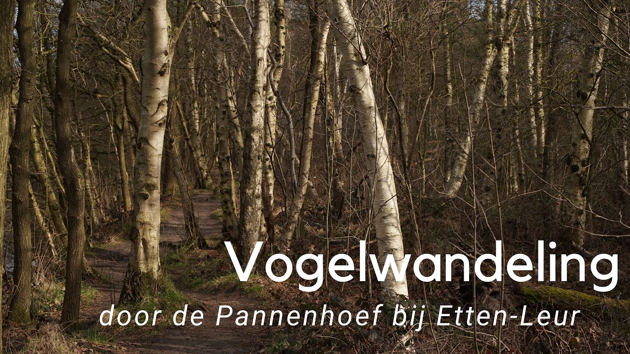 Vogelwandeling door de Pannenhoef #816