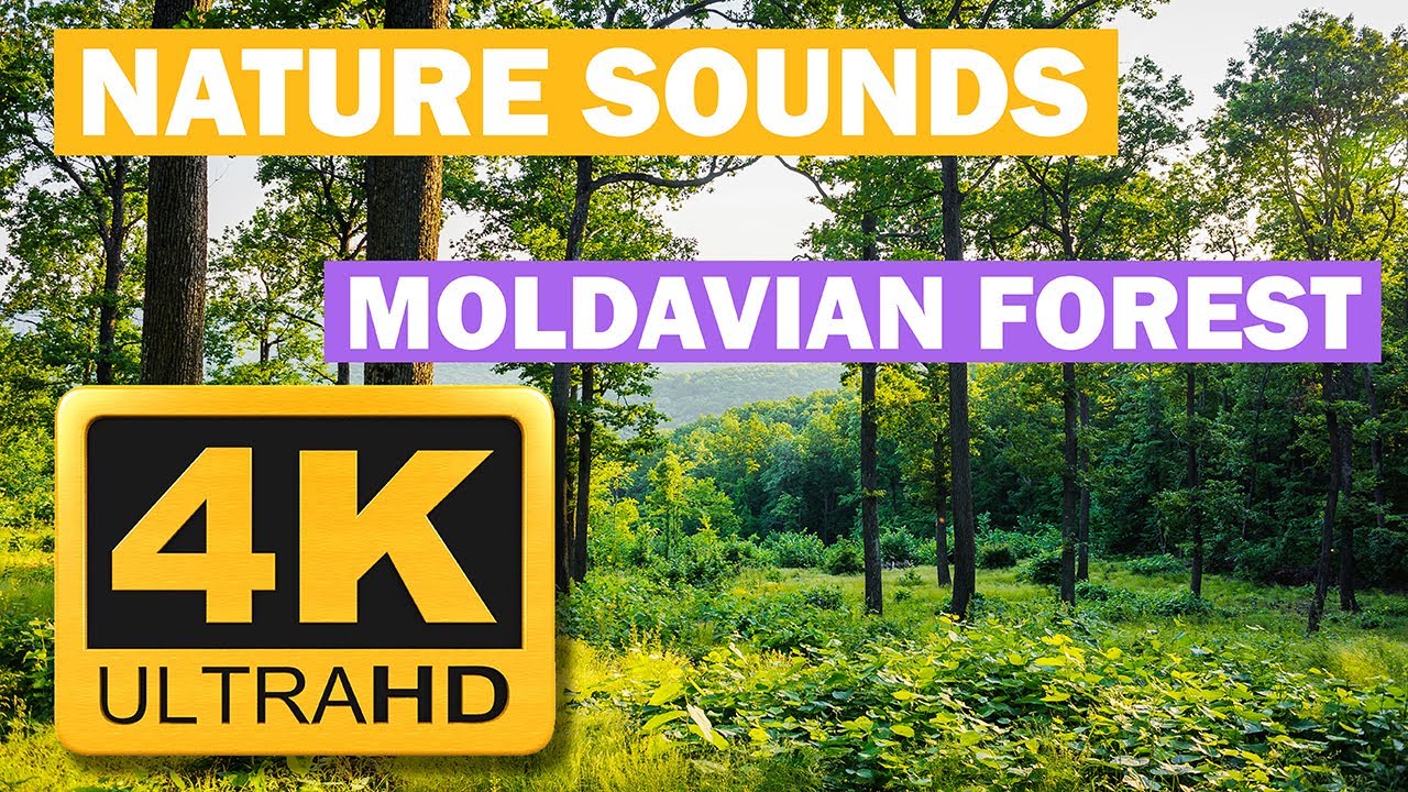 Nature Sounds | 4K Nature | Moldavian Forest | Codrii Moldovei