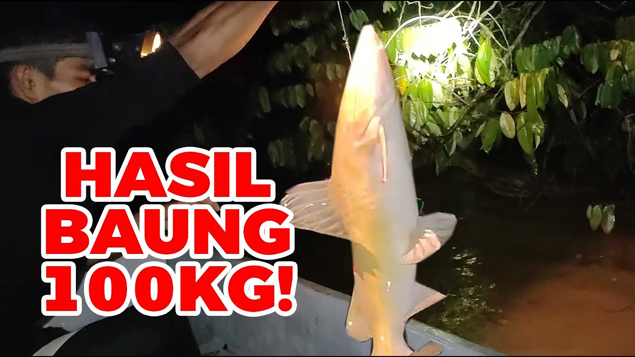 Tangkapan Ikan Baung Gergasi : 100KG Dalam Satu Trip – Kejayaan Mancing Terbesar Tahun Ini! eps #266