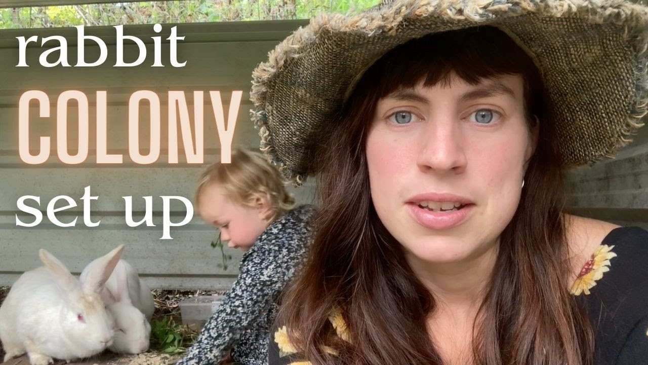 our outdoor rabbit colony set up - DIY - raising meat rabbits in New Zealand
