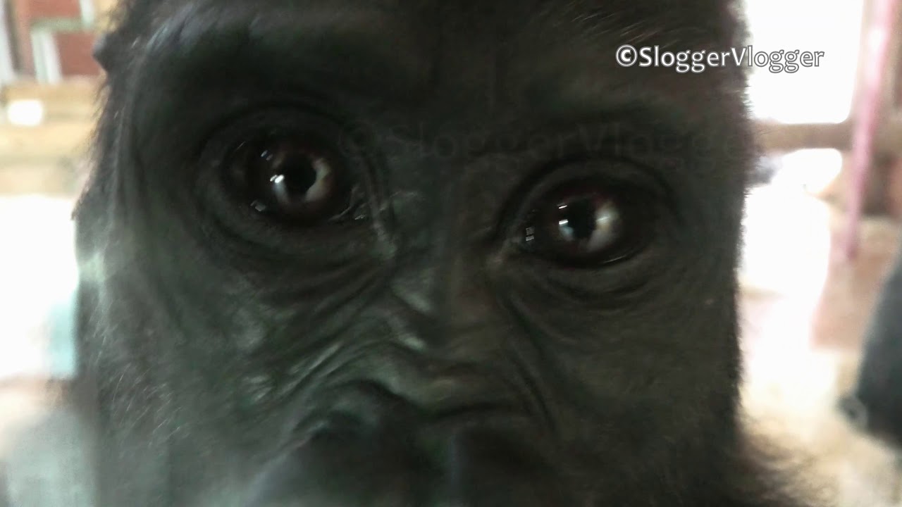 Gorilla Baby Shufai Trying To Move His Older Brother
