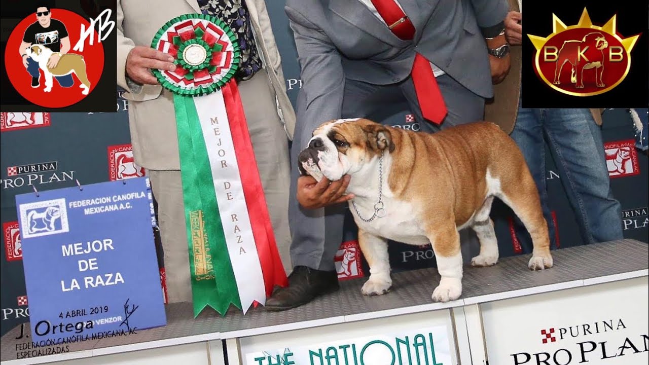 Hijos de RHAEGAL, uno de los mejores BULLDOG INGLES de Mexico!! HECTOR BOLAÑOS