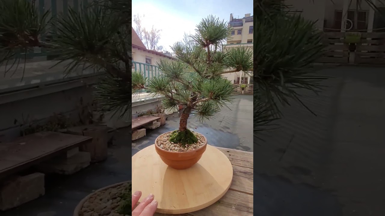 Bonsai pine tree