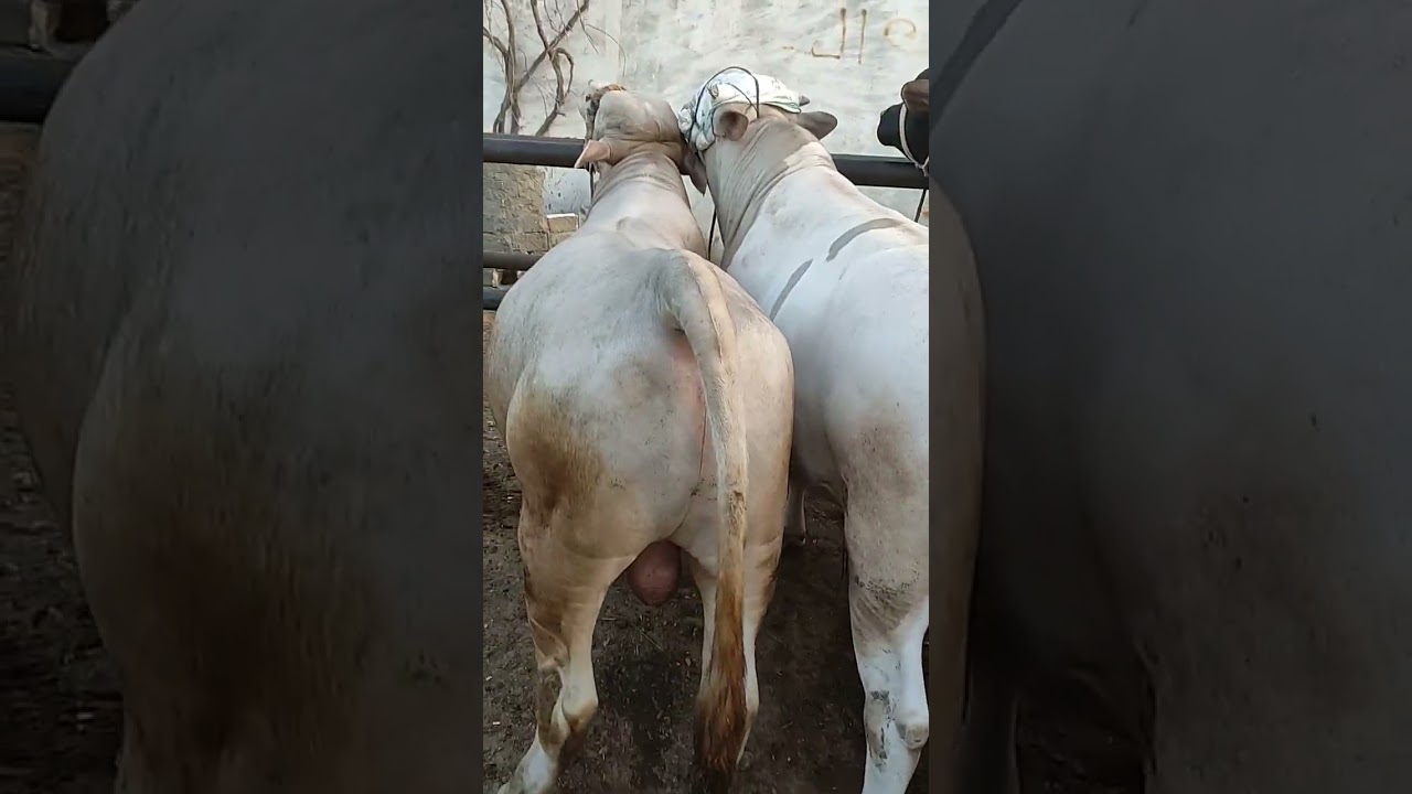 دبابات ملك الثقيل في سوق المواشي بدمنهور 