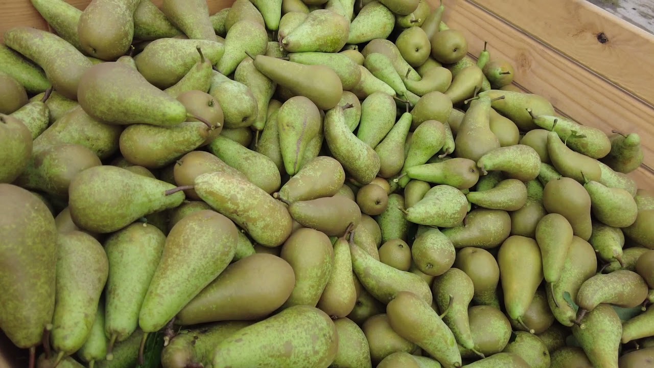 Oogst Conference-peren - De Fruitigste