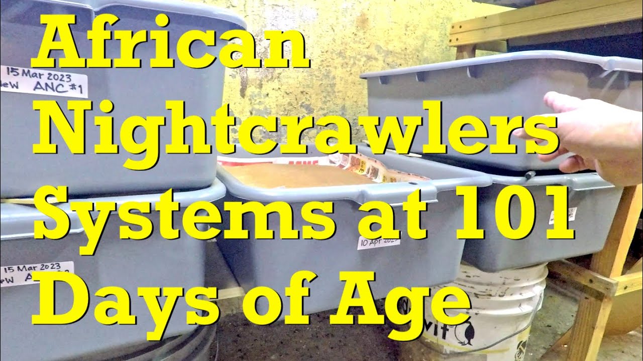 Return to previously overfed 101 day old African nightcrawler worm bins - vermicompost