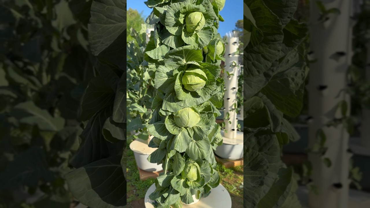18 cabbages grown in less than one square meter on an aeroponic tower #cabbage #farming #agriculture
