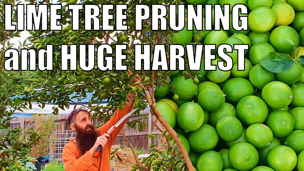 MASSIVE Tahitian Lime HARVEST & Hard Pruning Tips