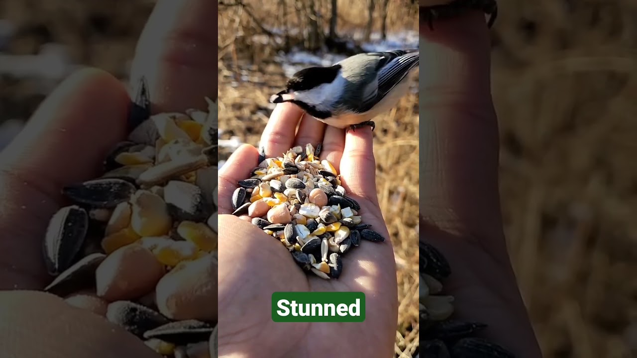 Great Great Clip. Sparrow too smart. #finch #bird #birds