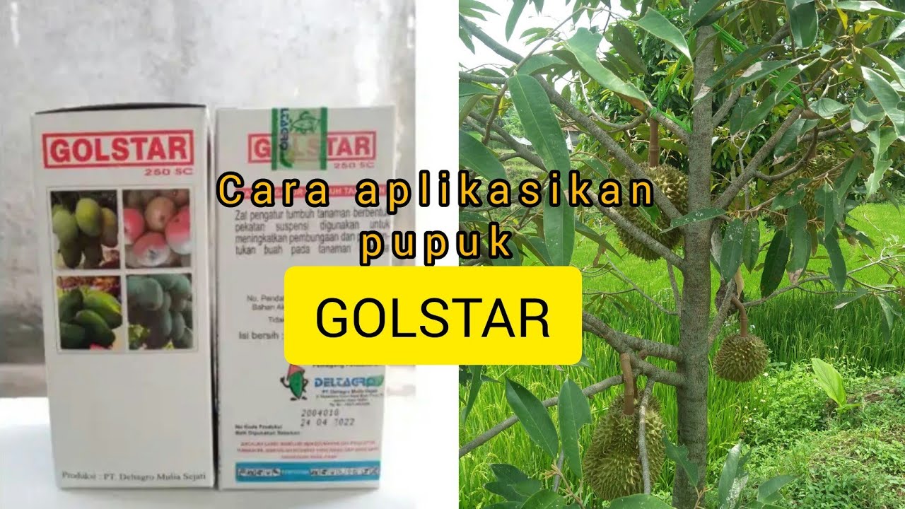 cara pemupukan zpt golstar pada pohon durian part 1