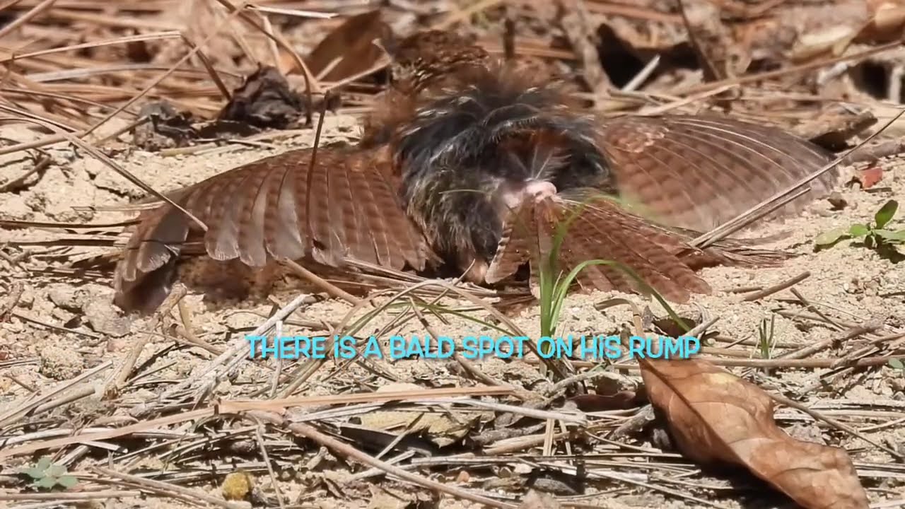 What’s wrong with My Rump Brown Thrasher!!!