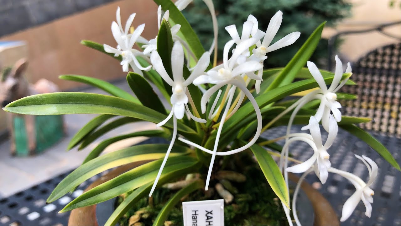 Neofinetia falcata 'Hanagoromo' 花衣 ЦВЕТЕНИЕ и немного об уходе