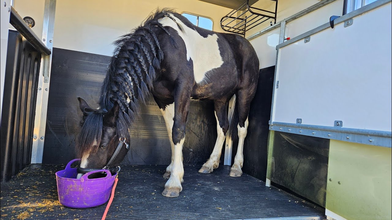 TRAILER TRAINING WITH SHANTI (2/4/25)