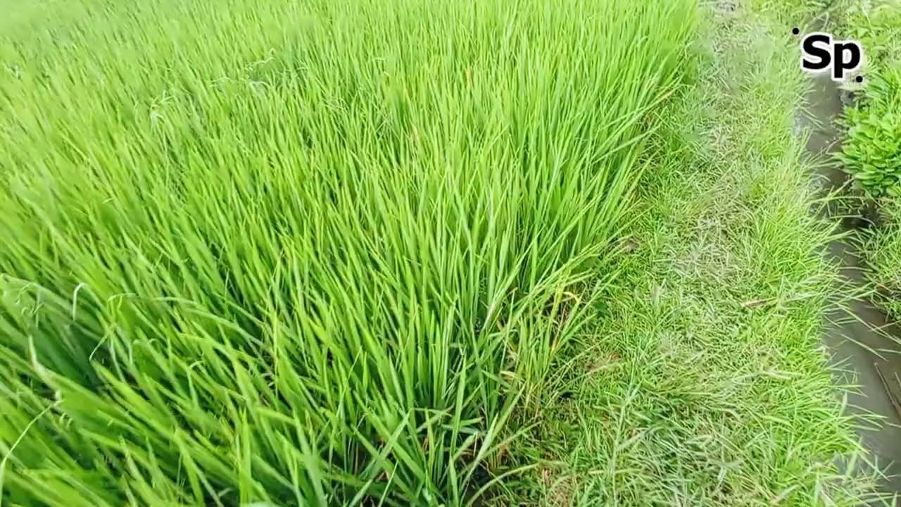 SOURCE LOCAL SPRINGS for fields