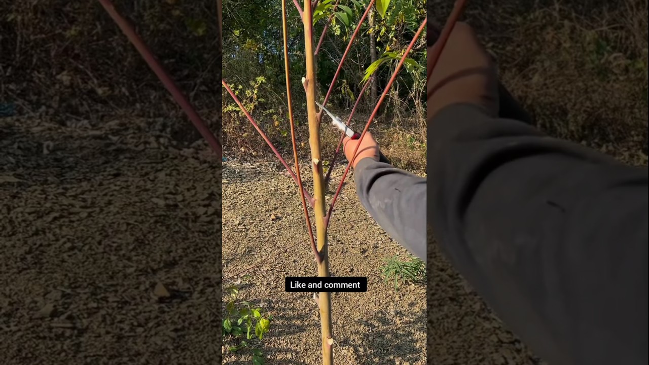 Four-word formula for pruning Bodhi trees #bonsai #heronsbonsai #bonsaitree #bonsaitihon #garden