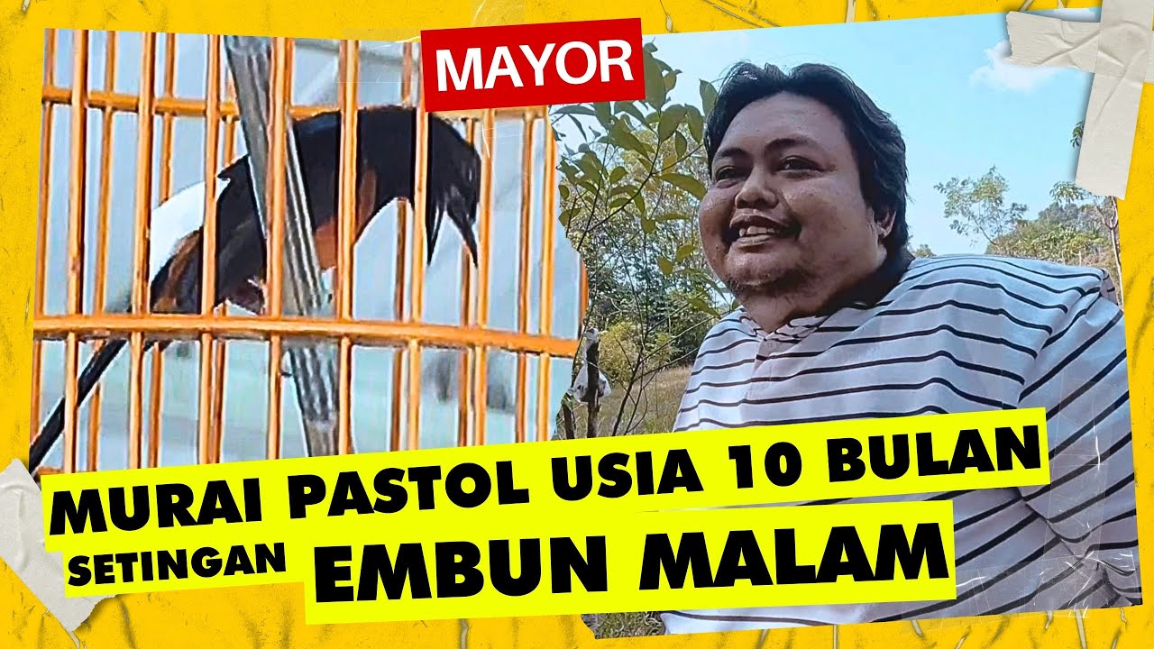 RAWATAN MURAI PASTOL 10 BULAN JUARA 1 DUA KALI