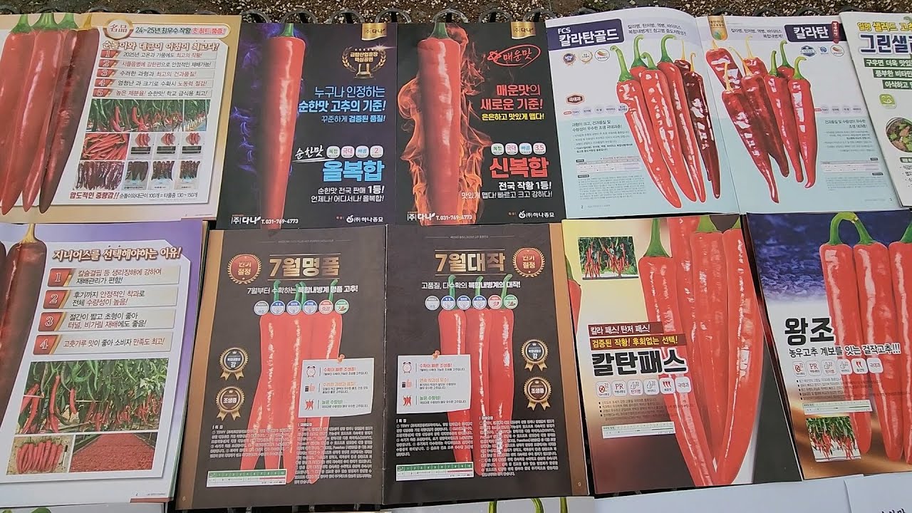 2026년도 복합내병계 고추품종 13가지 판매합니다!! 그린샐러드!! 서울맛꽈리!!도 판매합니다.