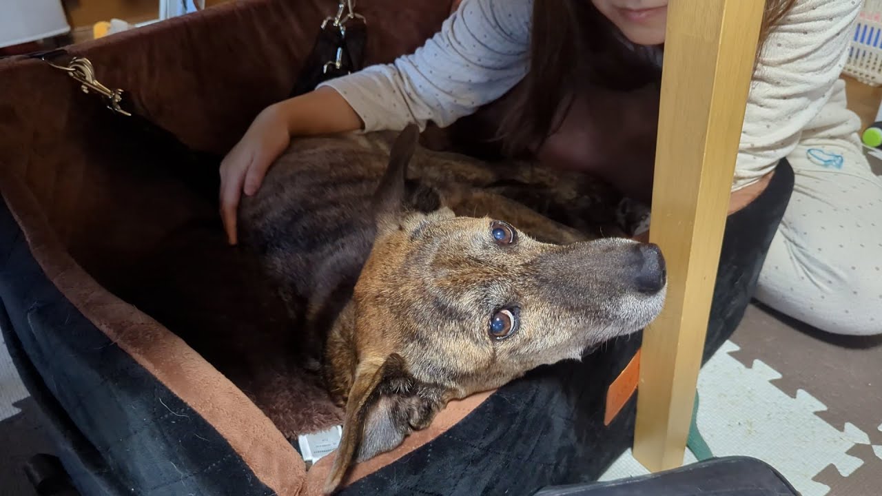りゅうさん癌かも　喉にでかい腫瘍が　すぐ死ぬかも　元猟犬