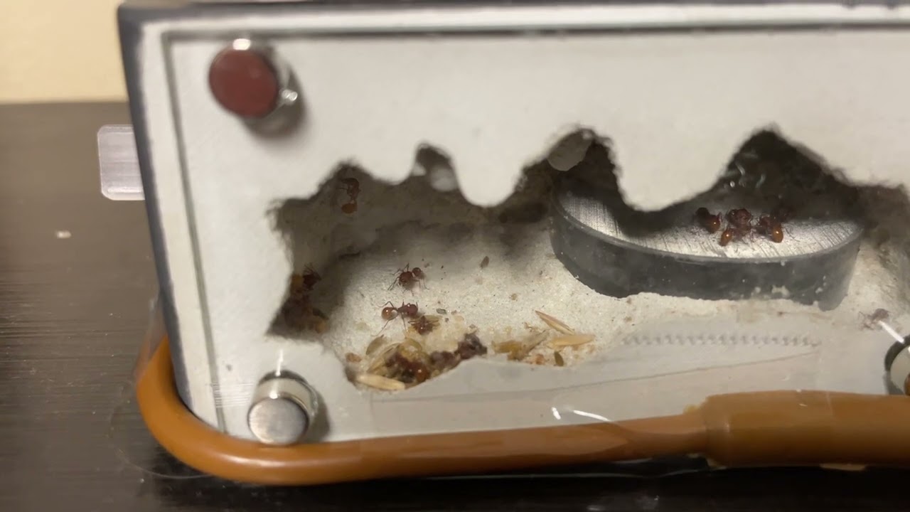 Harvester ants Ep.4