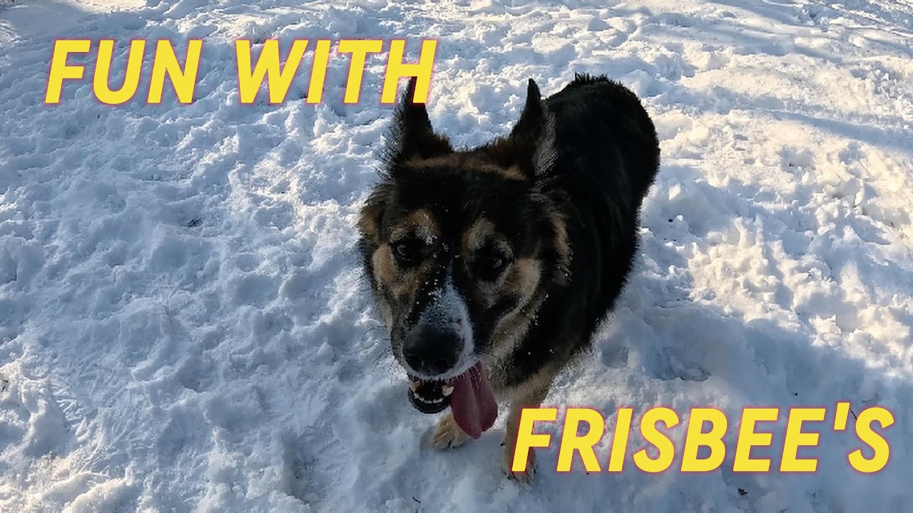 Frisbee Fun in the Snow! ❄️🐕 | Izzy's Morning Workout | German Australian Shepherd Dog Playtime