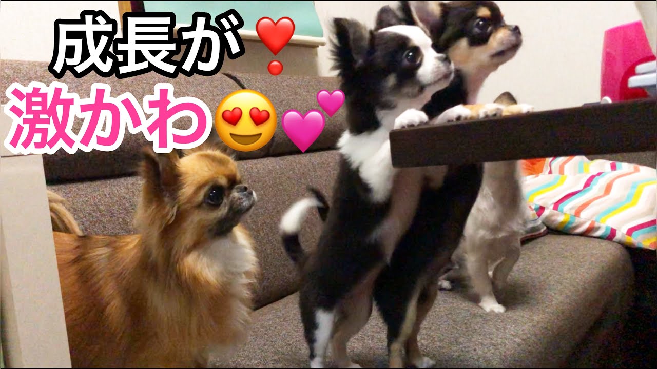 【激かわ】チワワの子犬ご飯待ちスタイルで成長の変化が見れた♪24日後の成長Chihuahua puppies growth record.The most pretty puppies【dog】