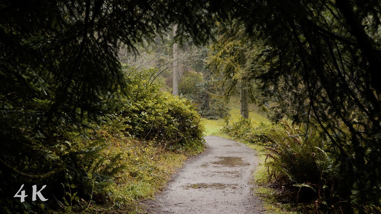 We Got Lost on a Marked Trail on New Years | Relaxing Ambient Rain Sounds for Sleep and Study, 4K