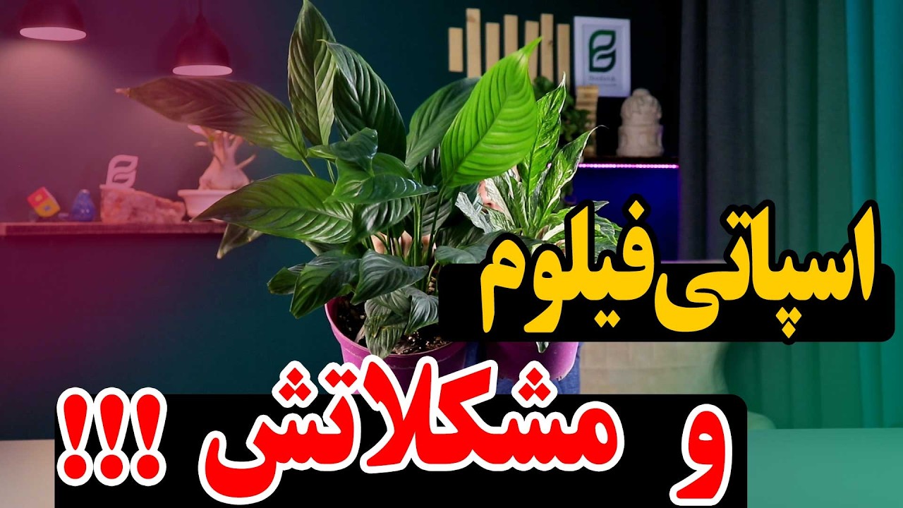 از این سایه دوست تر نداریم | چجوری از اسپاتی فیلوم نگهداری کنیم ؟؟؟