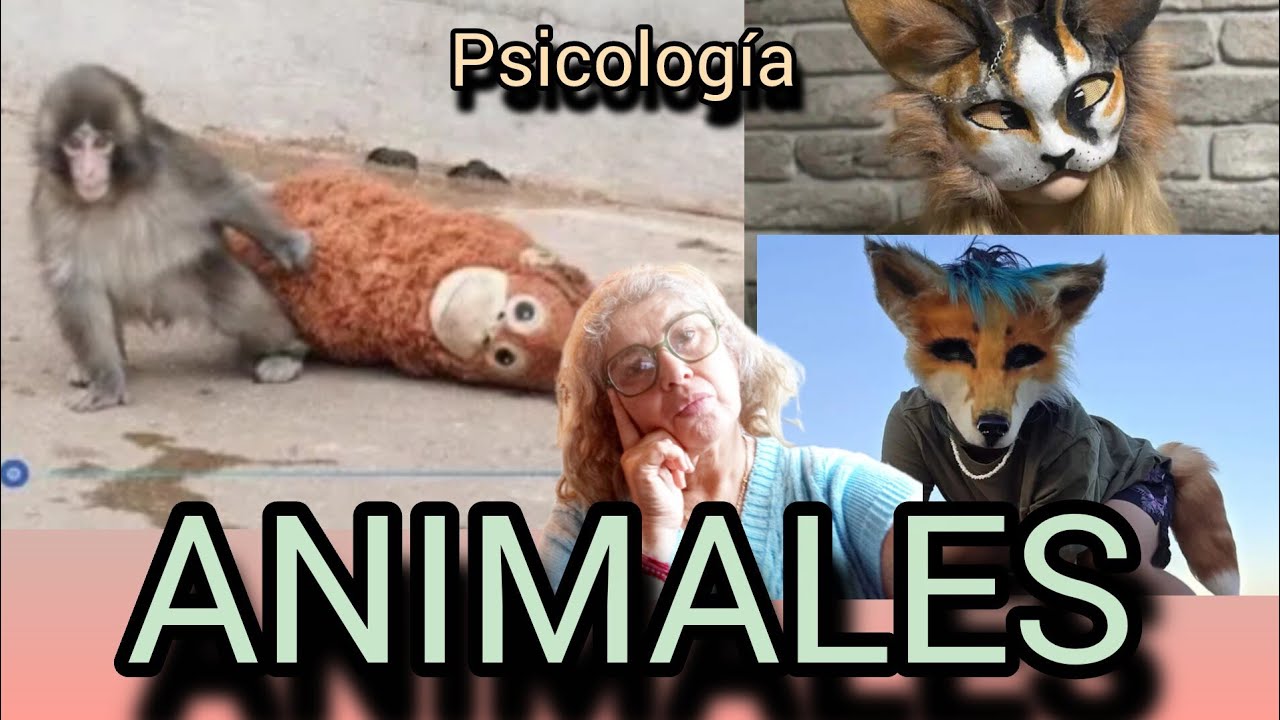 El mono Punch y los Therians. Totemismo, etología, psicología social, imitación y aprendizaje. 