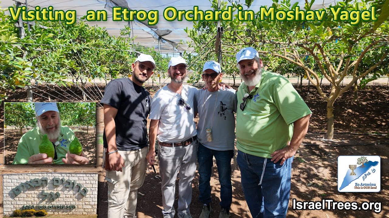 Visiting an Etrog Orchard in Moshav Yagel