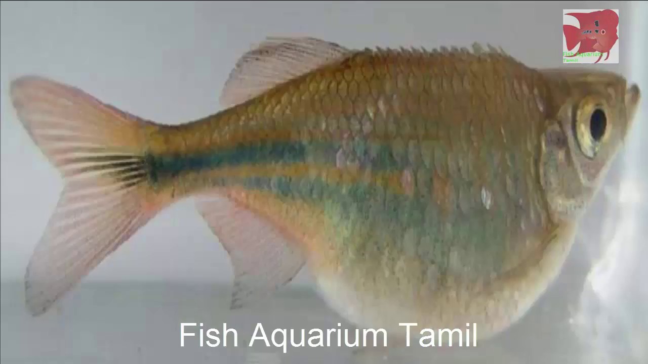 Medicine names for all aquarium fish disease in tamil / Fish Aquarium Tamil