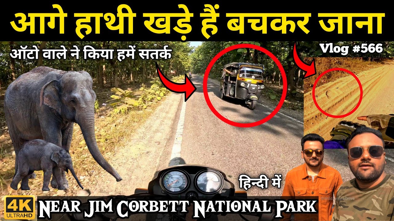 Jim Corbett National Park | Wild Jungle Drive