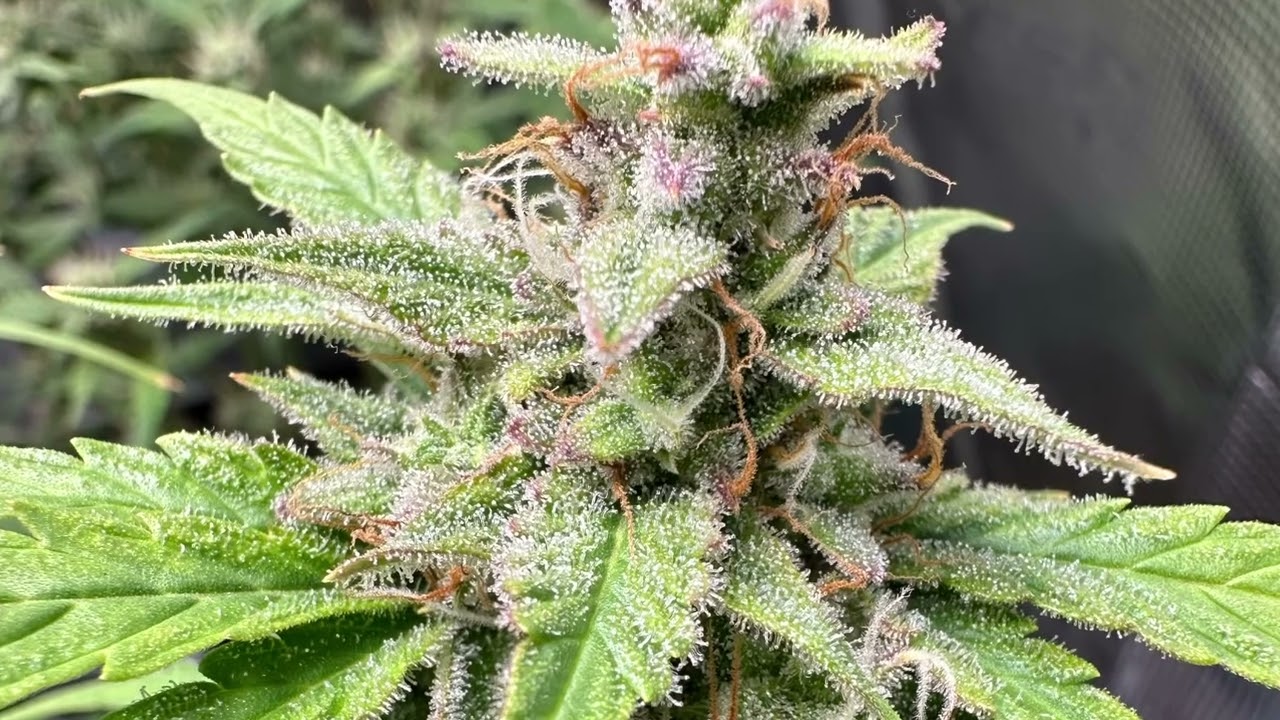 Fat Banana Auto RQS🌱 Marshydro ts1000 💡 from seed to harvest CanG 50g