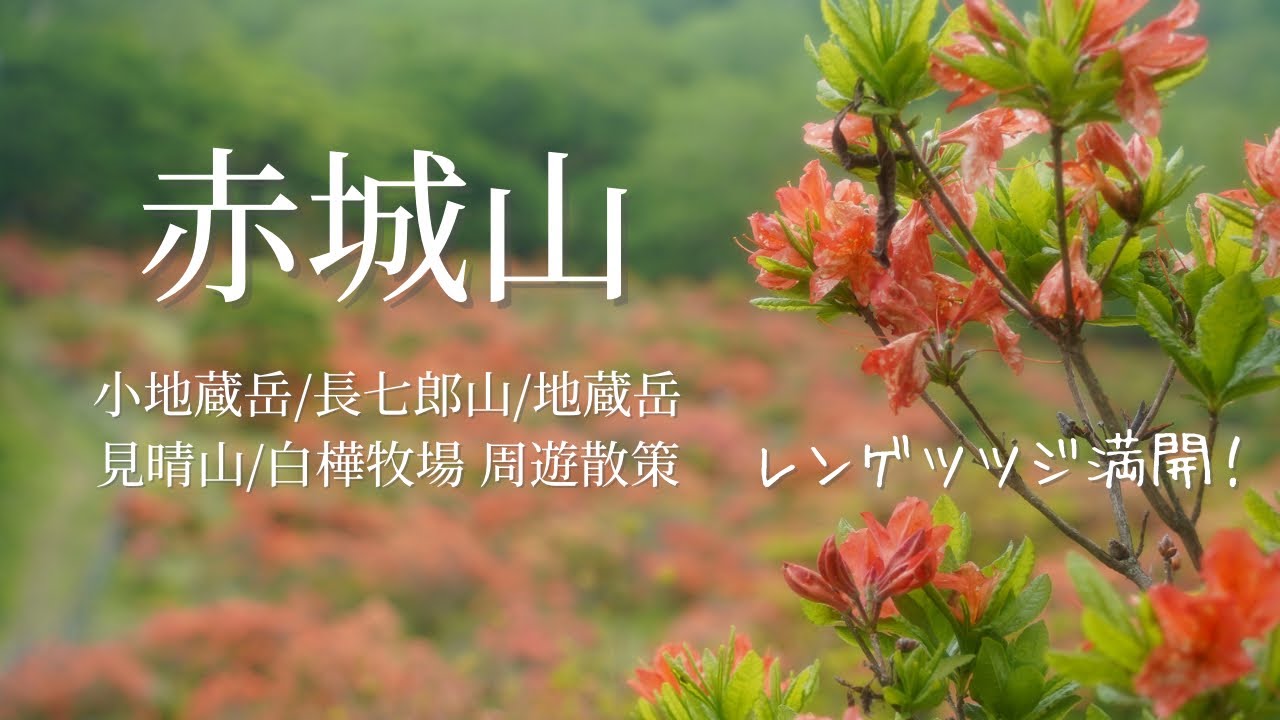 【赤城山2023年6月】満開のレンゲツツジを見ながら 赤城山散策(Mt. Akagi)