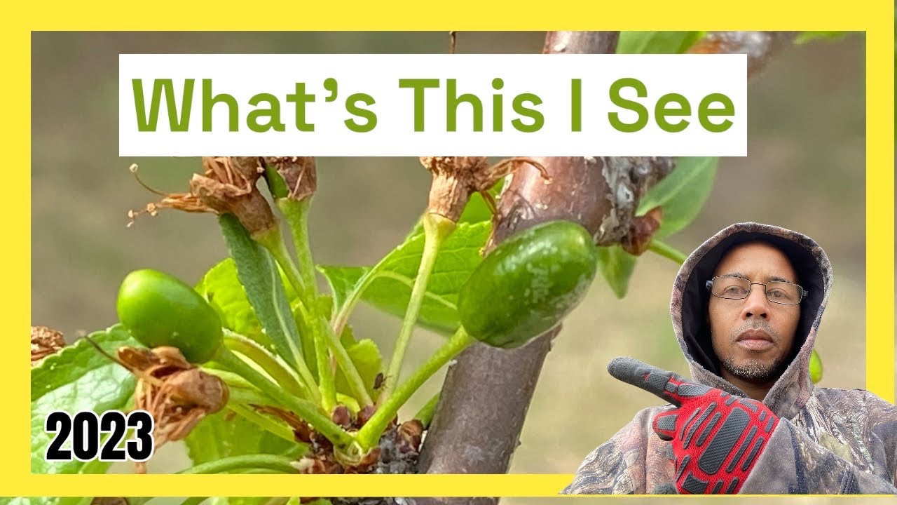 Guess what&rsquo;s growing on my fruit cocktail tree (2023 Garden Vlog)