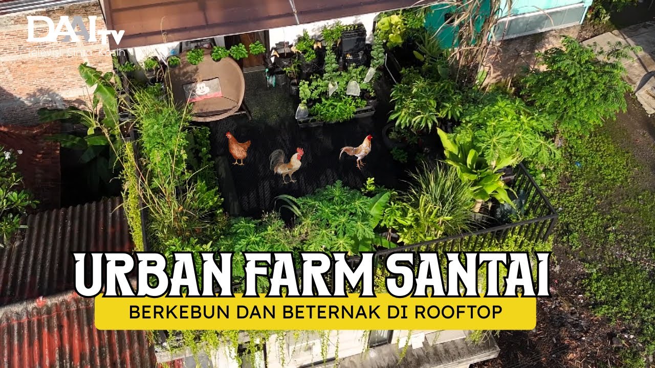 BERKEBUN DAN BETERNAK DI ROOFTOP RUMAH - URBAN FARM SANTAI