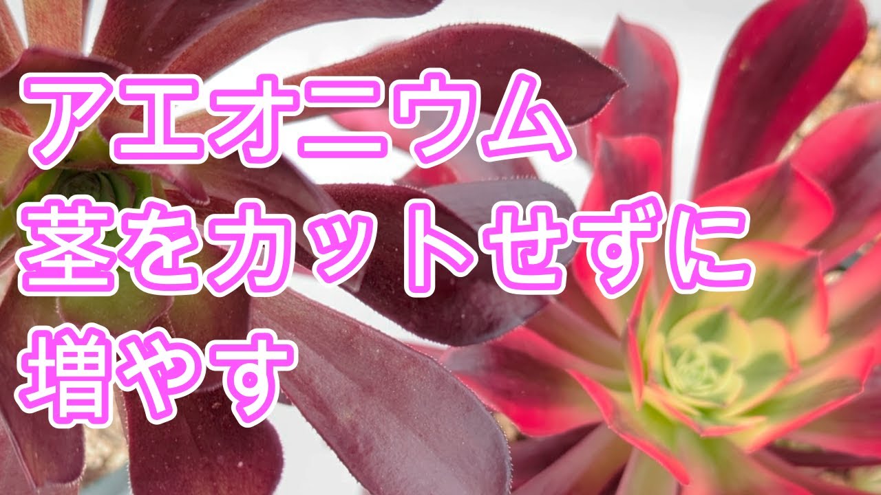 【多肉植物】【アエオニウム】茎をカットしない！？こんな増やし方もあります