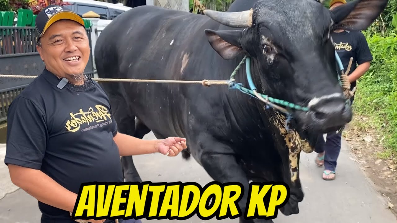 CEK POEL AVENTADOR KANDANG PEDALAMAN  BERAPA BOBOTNYA‼️🔥