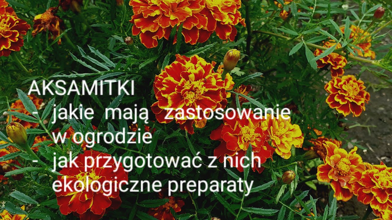 Aksamitki - jakie mają zastosowanie w ogrodzie, jak przygotować z nich ekologiczne preparaty