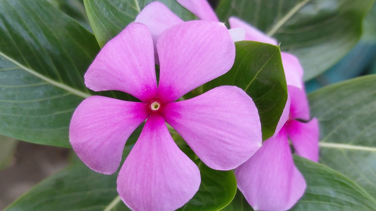 আমাদের আজকের ইফতারির আয়োজন ❤️❤️