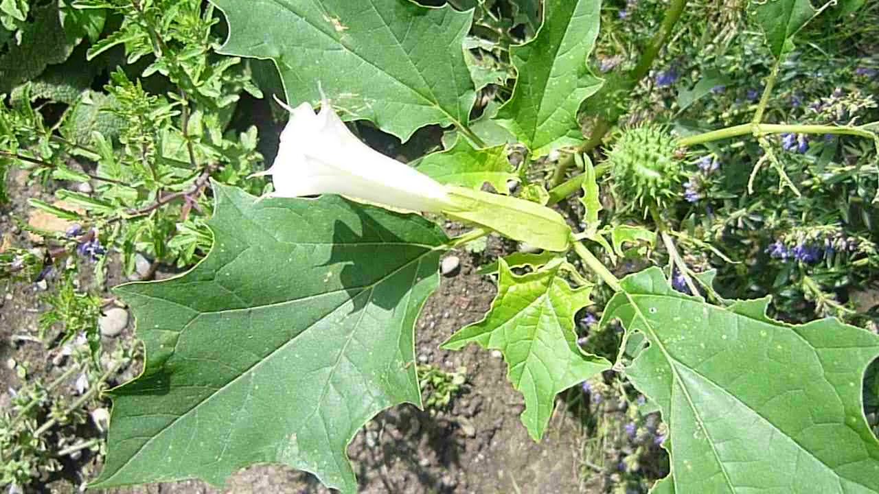 STECHAPFEL- Datura stramonium (Solanaceae) +++ GIFTPFLANZE +++ | Christoph Pollak
