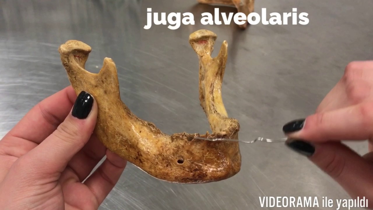 Os Mandibula