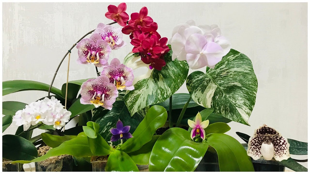 Phalaenopsis bellina & Phalaenopsis violacea ( indigo)