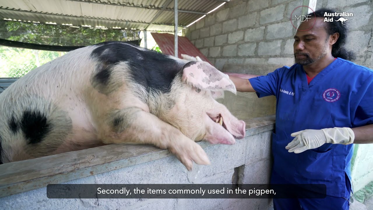 Biosecurity in Pig Farming: Timor-Leste