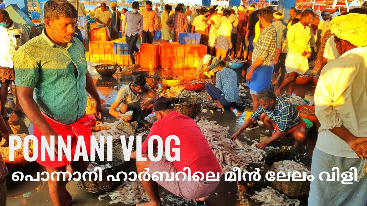 പൊന്നാനി ഹാർബർലെ മീൻലേലം വിളി .. 😍😍🐋🐋🐋🦭🐟🐟💰...