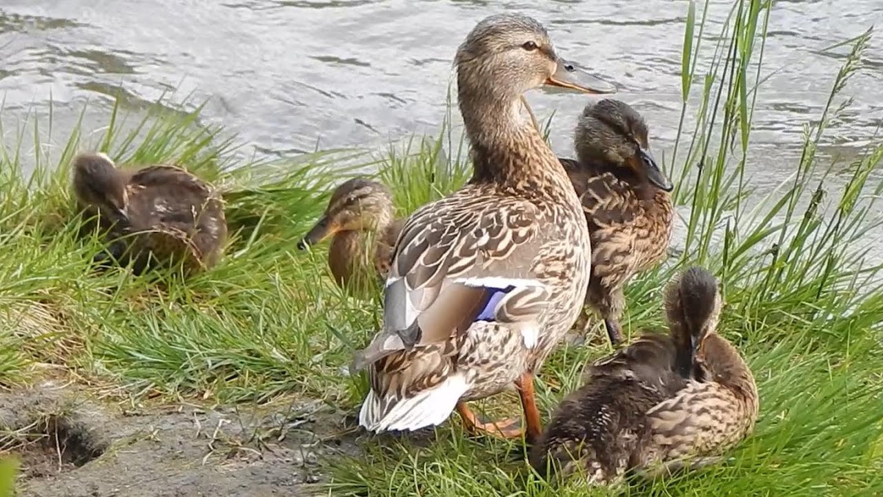 Mallard Ducklings (29 days old) and Mama preparing for challenges of another day