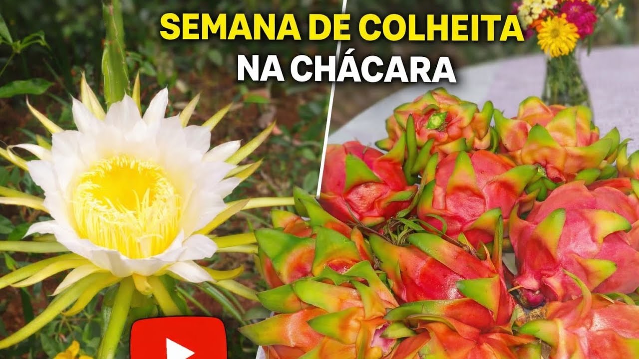 Semana de colheita na chácara