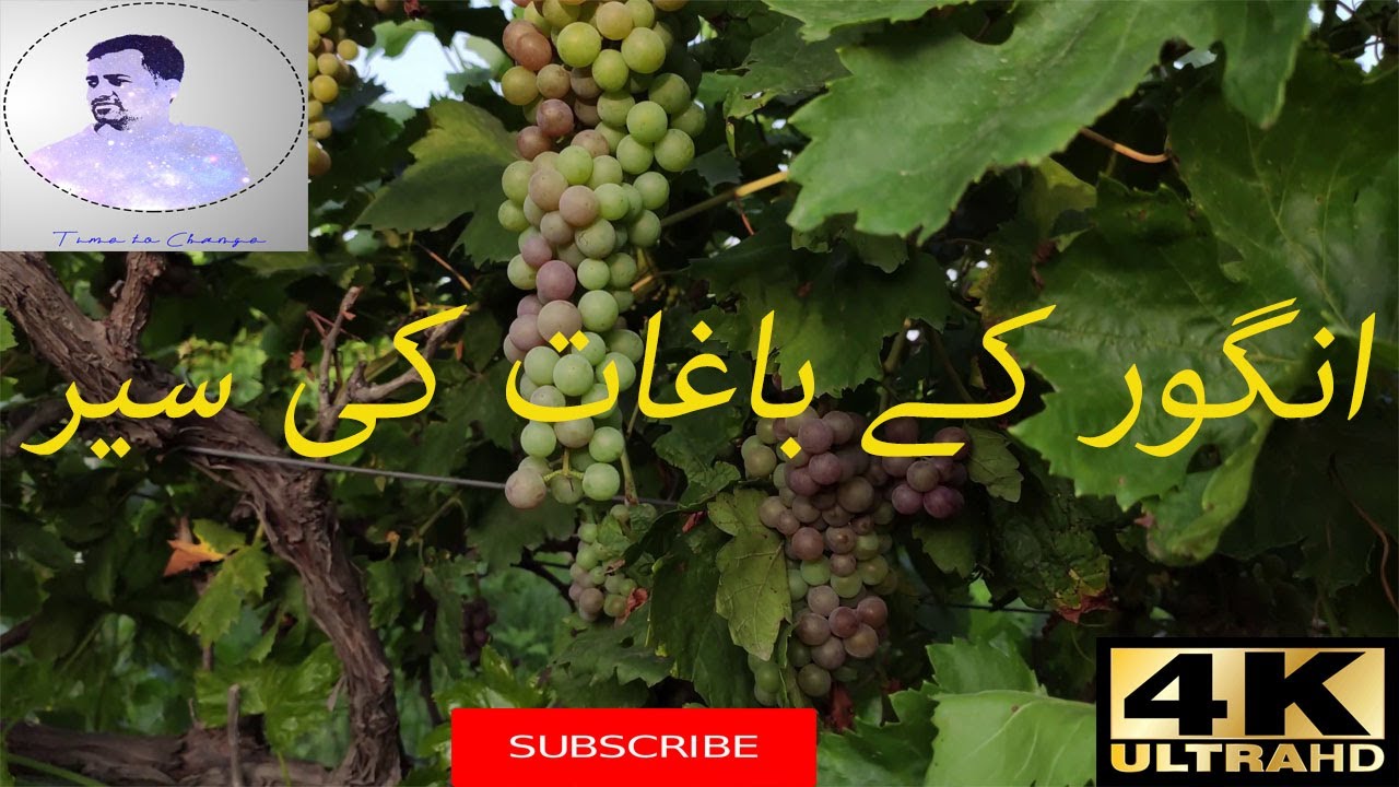 Grapes Orchard | How to plant Grapes orchard | Grape trees in potohar/chakwal |fruit tree plantation