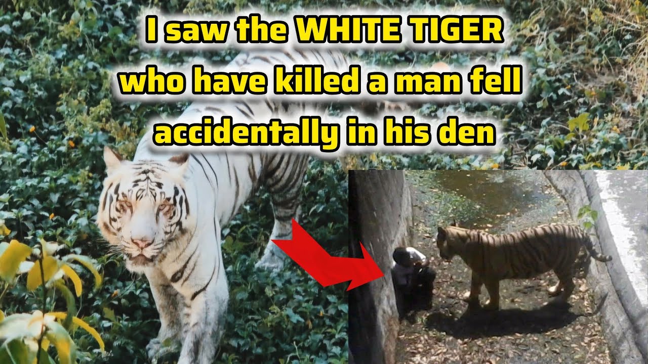 Can you NAME all the ANIMALS CORRECTLY?? Zoological park tour #wildanimals #animalkingdom 