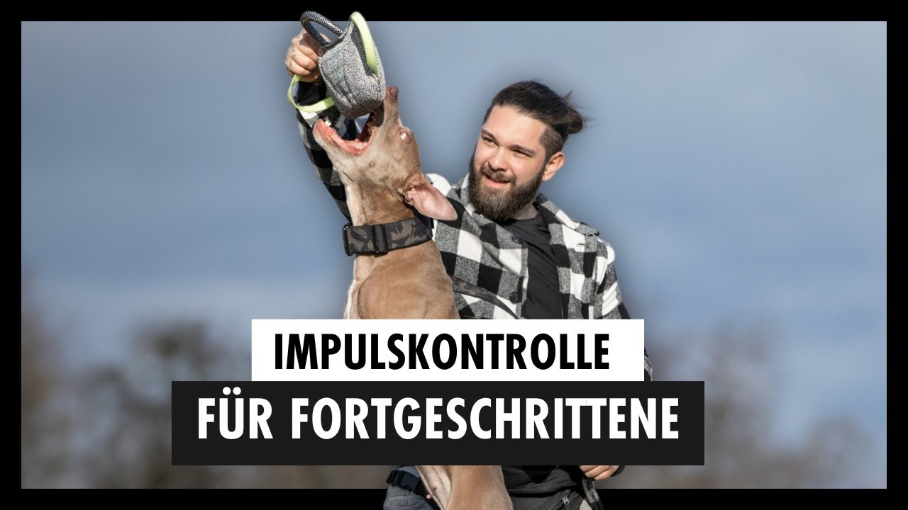 IMPULSKONTROLLE Beim Hund Für Fortgeschrittene  +  🆓 3 Trainingspläne Zum Download [Teil 3/4]